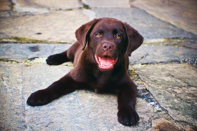 A chocolate lab puppy on the ground