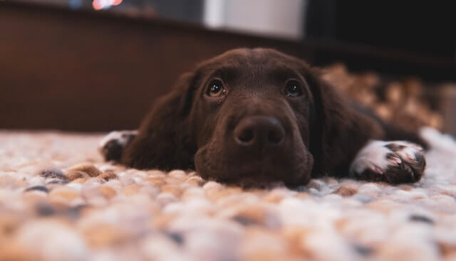 A chocolate lab puppy