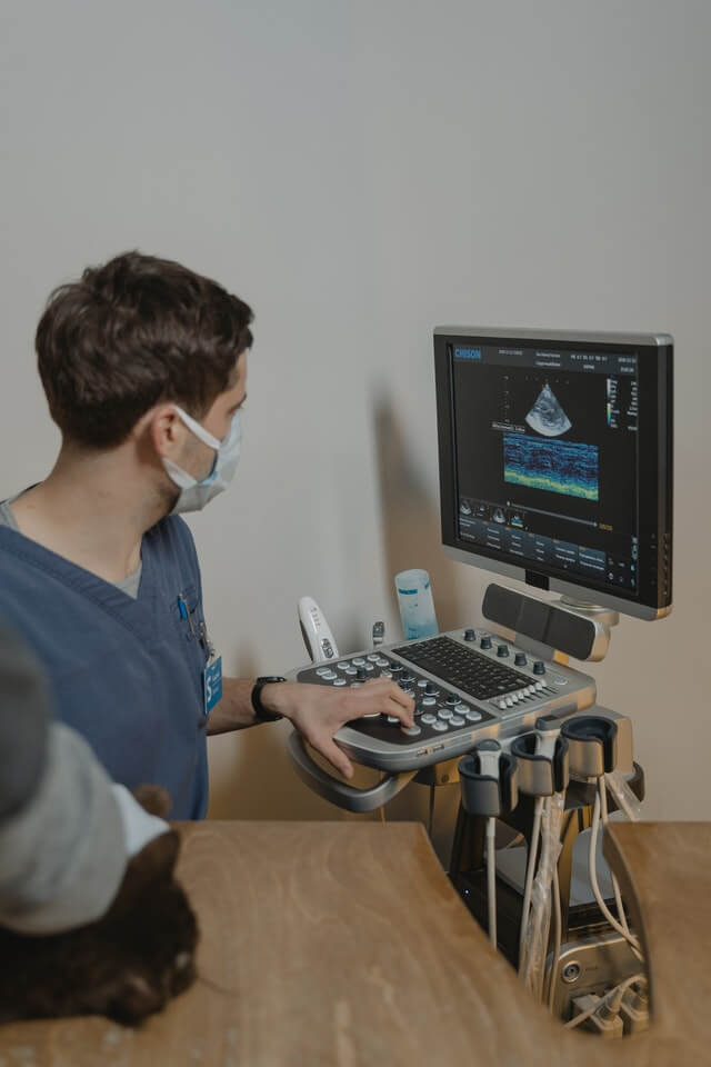 A dog getting an ultrasound