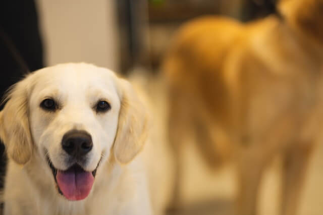 A happy yellow labrador