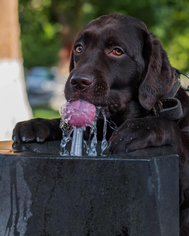 A lab drinking some water