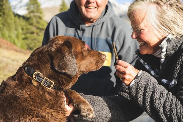 A lab getting a treat