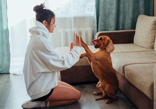 A lab playing with its owner