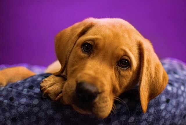 A lab sleeping on a dog bed