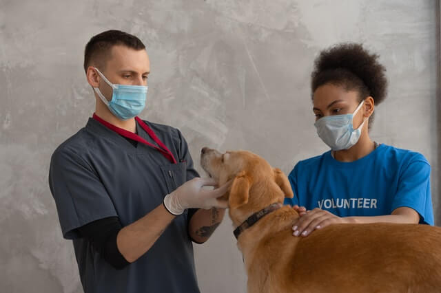 A vet looking at a dog