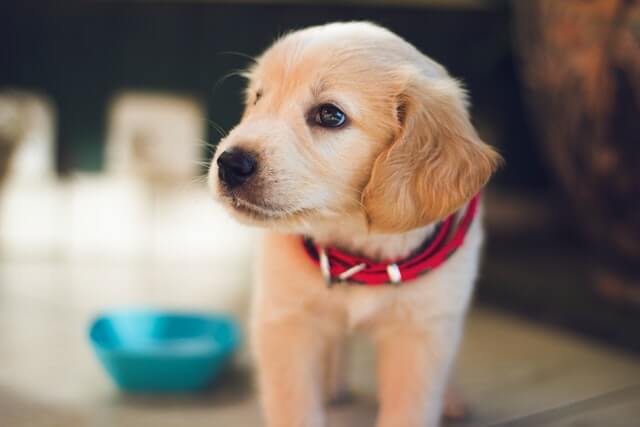 A Labrador puppy with a food bowl behind them