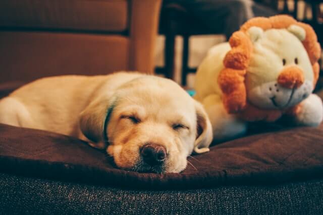 A labrador puppy sleeping with a tiger plush