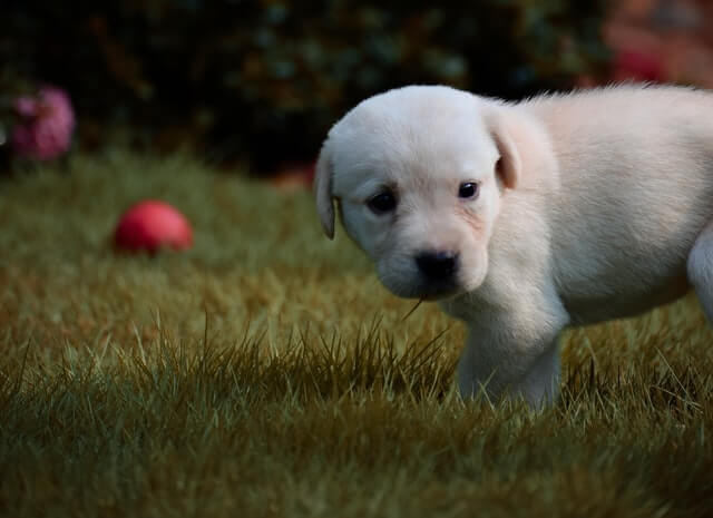 A puppy looking back for instruction