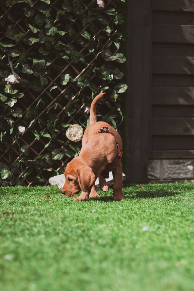 A dog exploring grass