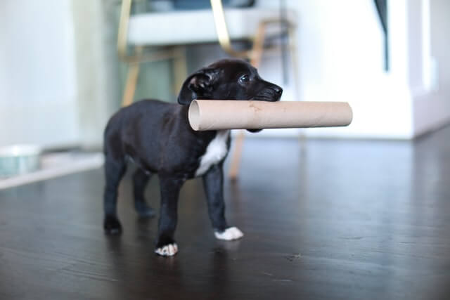 A dog holding a paper roll